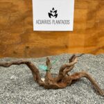 Raiz Azalea 1012 x 412g