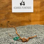 Raiz Azalea 1013 x 22g