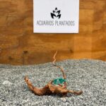 Raiz Azalea 1014 x 49g