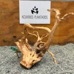 Raiz Azalea 1014 x 595 gr