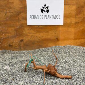 Raiz Azalea 1015 x 57 g