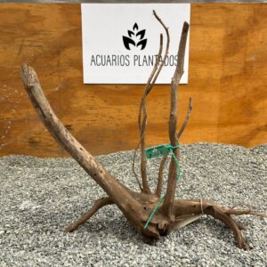 Raiz Azalea 1016 x 383 g