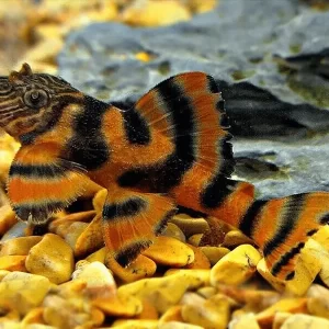 Panaqolus claustellifer L306