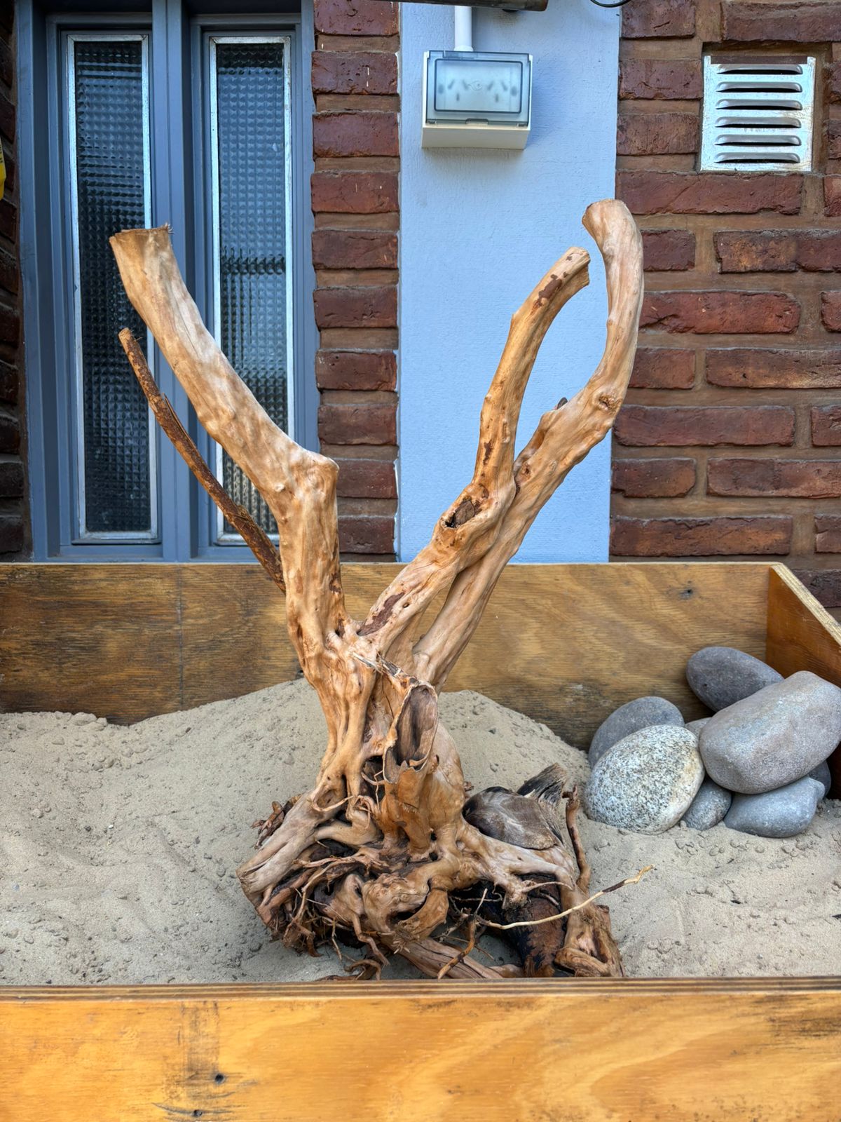 Raiz Azalea x 3.252 Kg