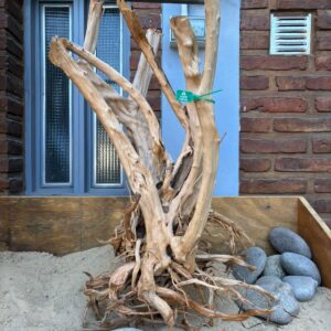 Raiz Azalea x 5.891 Kg