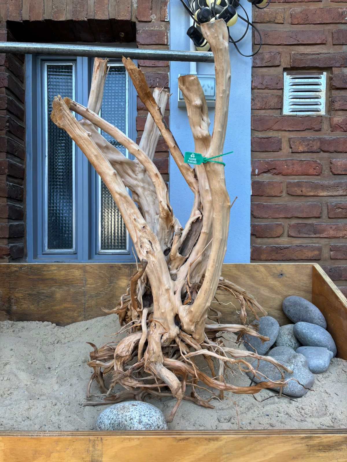 Raiz Azalea x 5.891 Kg