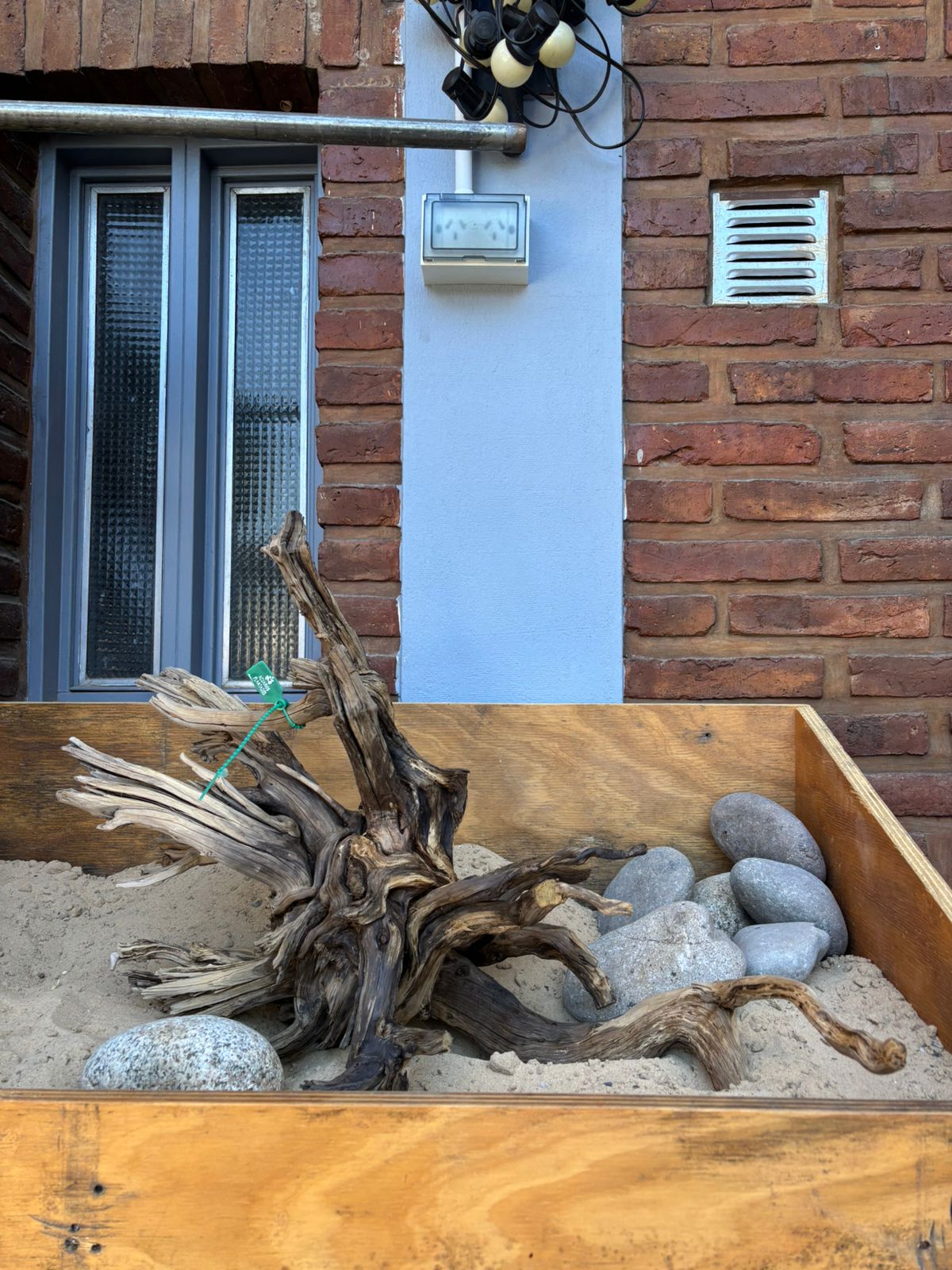 Raiz Jarilla Nacional L 1351