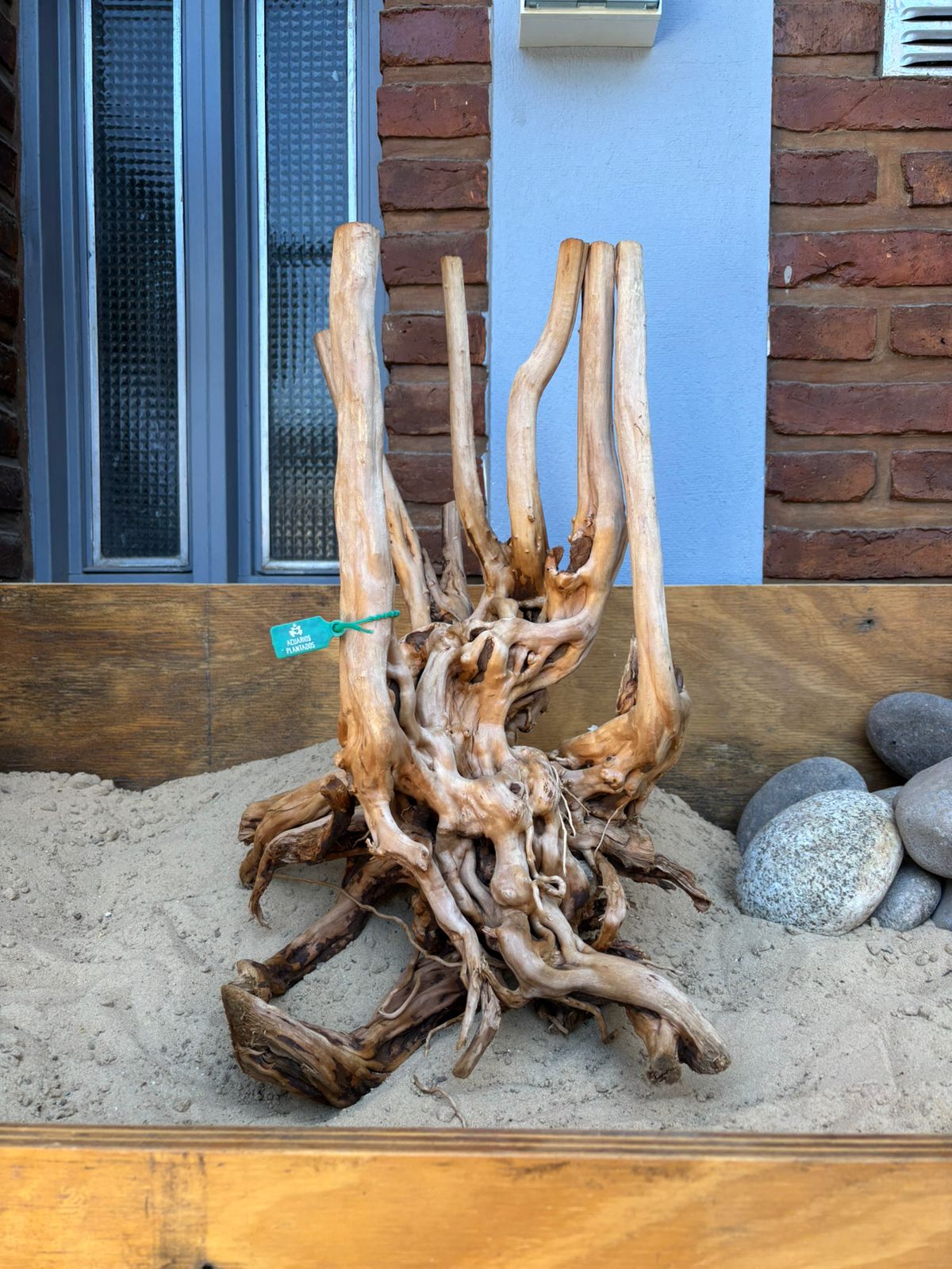 Raiz Azalea x 3.034 Kg