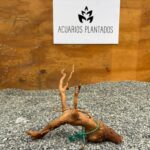 Raiz Azalea 1018 x 214 g