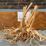 Raiz Azalea 1035 x 5.900 Kg