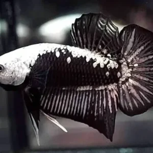 Betta Black Samurai