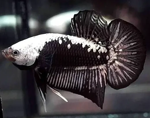 Betta Black Samurai
