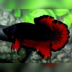 Betta Black Vampire Betta Black Vampire