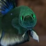 Betta Hulk Mustard Macho