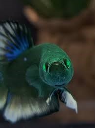 Betta Hulk Mustard Macho Betta Hulk Mustard Macho