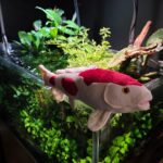 KARPA KOI PELUCHE 35 cms