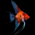 Scalar Super Red Devil