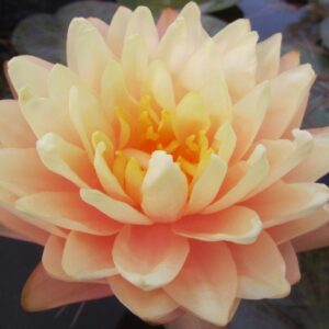 Nenufar Blushing Bride