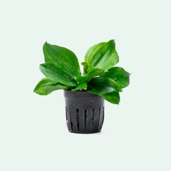 Echinodorus-Gabrielii-1