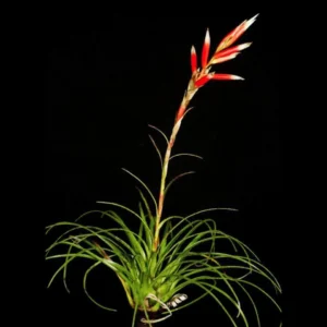 Bromelia Correia Araujou (Vriesea) - Image 4