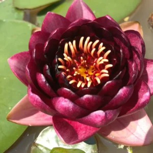 Nenufar Almost Black