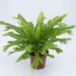 Helecho Asplenium  Crissie