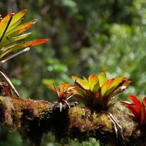 Bromelia Super Fireball - Image 3