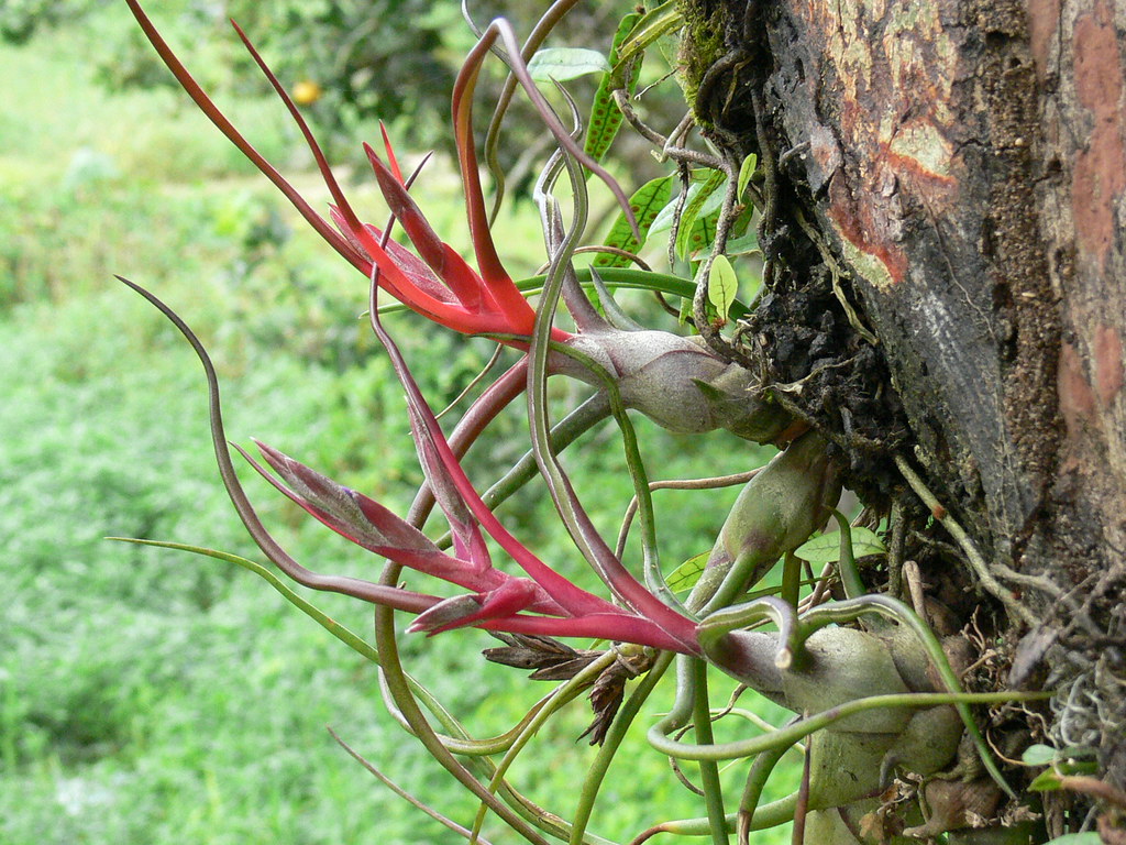 bulbosa2
