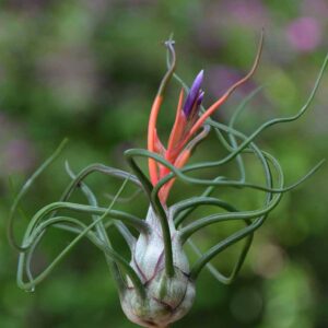 Tillandsia (Bulbosa)
