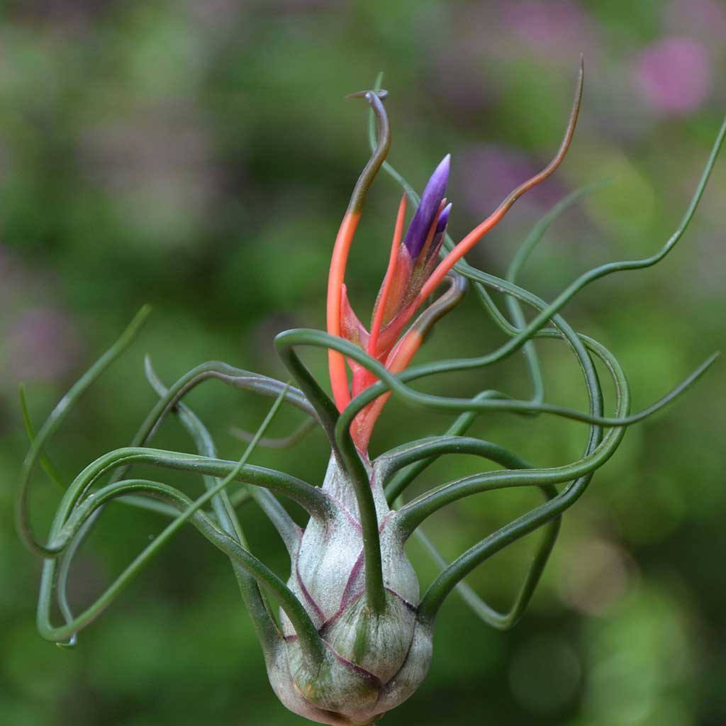 Tillandsia (Bulbosa)