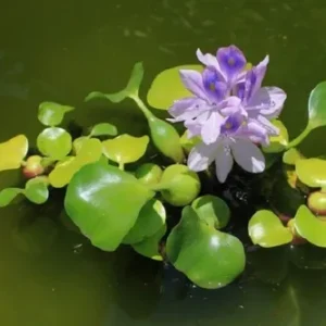 Jacinto de agua “CAMALOTE”