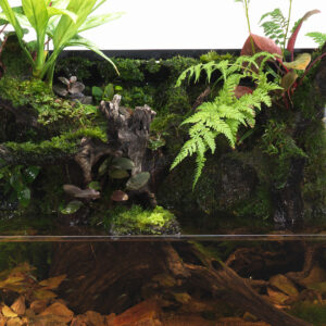 Culandrillo - Image 3