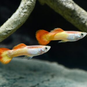 Red German Tuxedo Guppy