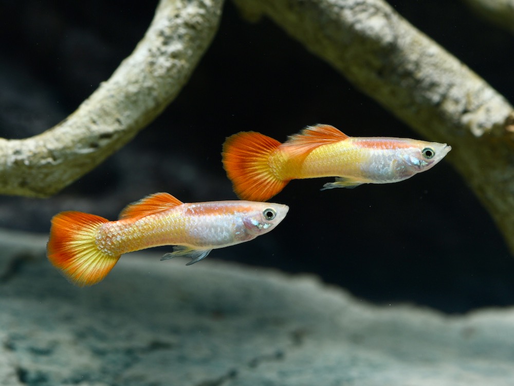 Red German Tuxedo Guppy