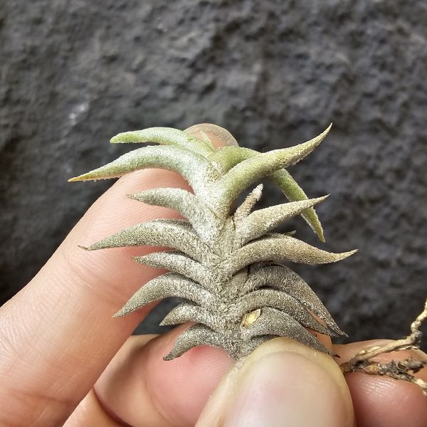 Tillandsia (Hirta Minor)