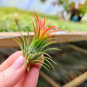 Tillandsia (Ionatha fuego)