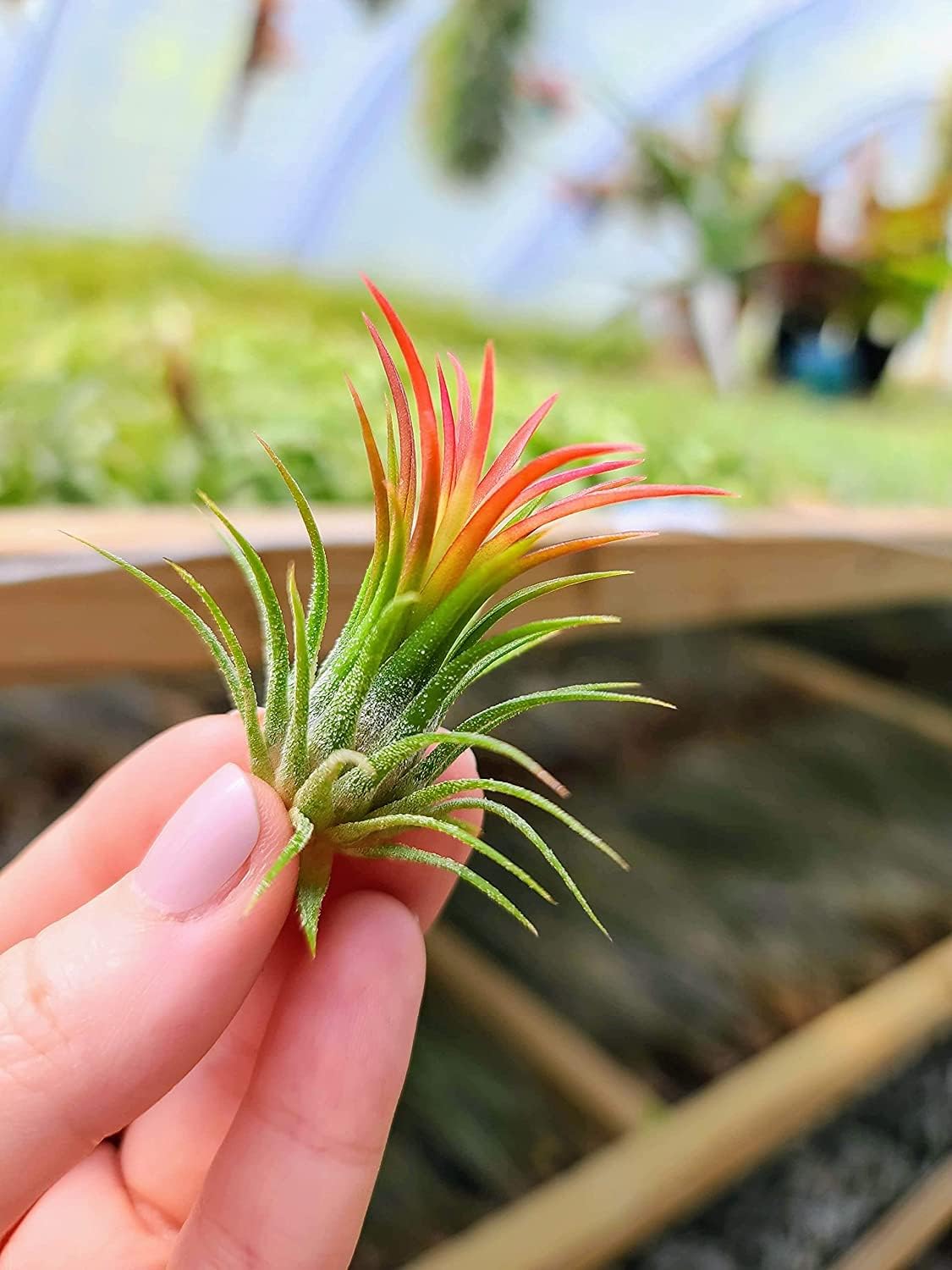 Tillandsia (Ionatha fuego)