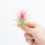 Tillandsia (Ionatha Var. Ionatha)