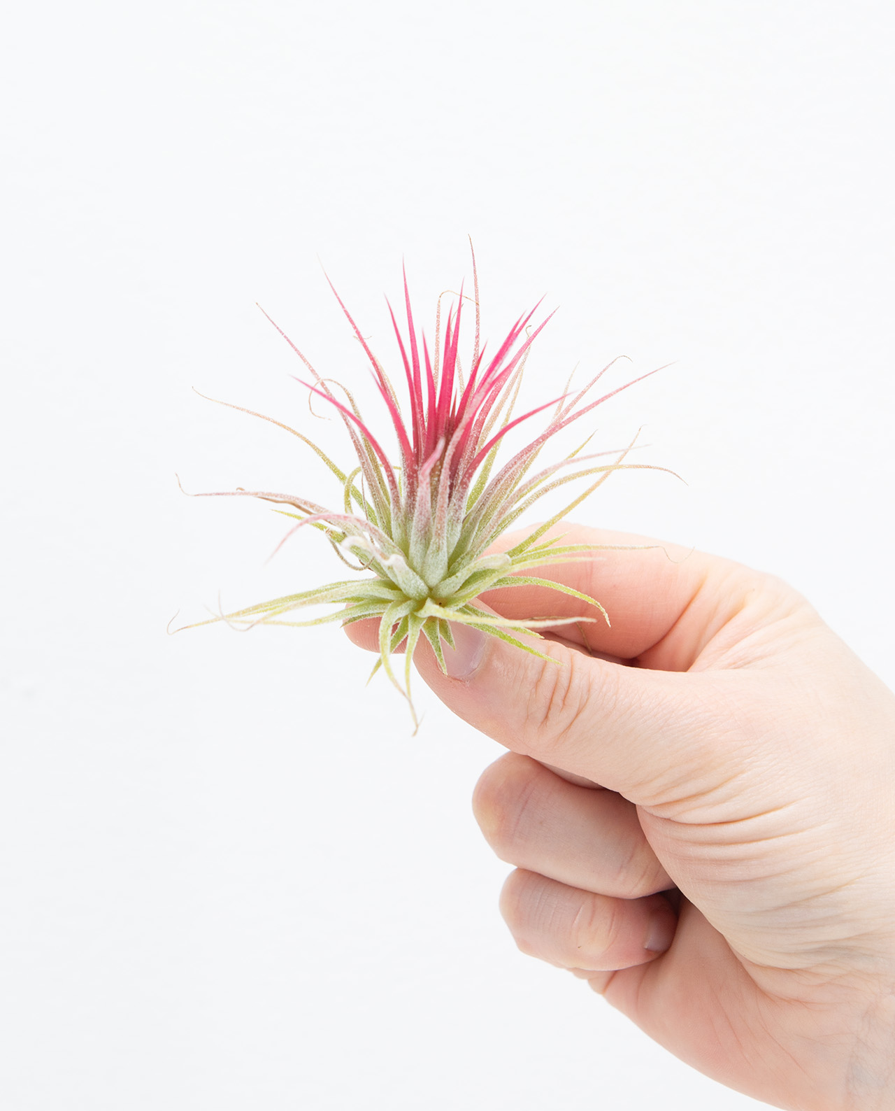 Tillandsia (Ionatha Var. Ionatha)