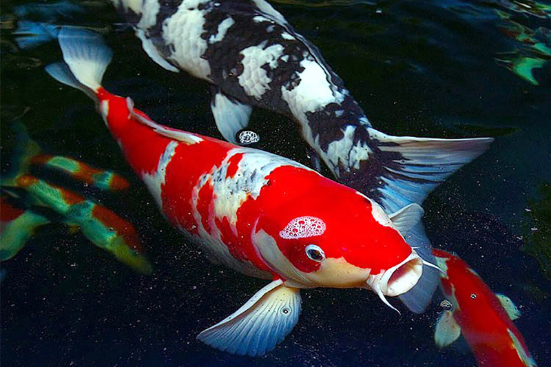 koi