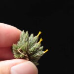 Tillandsia (Minutiflora)