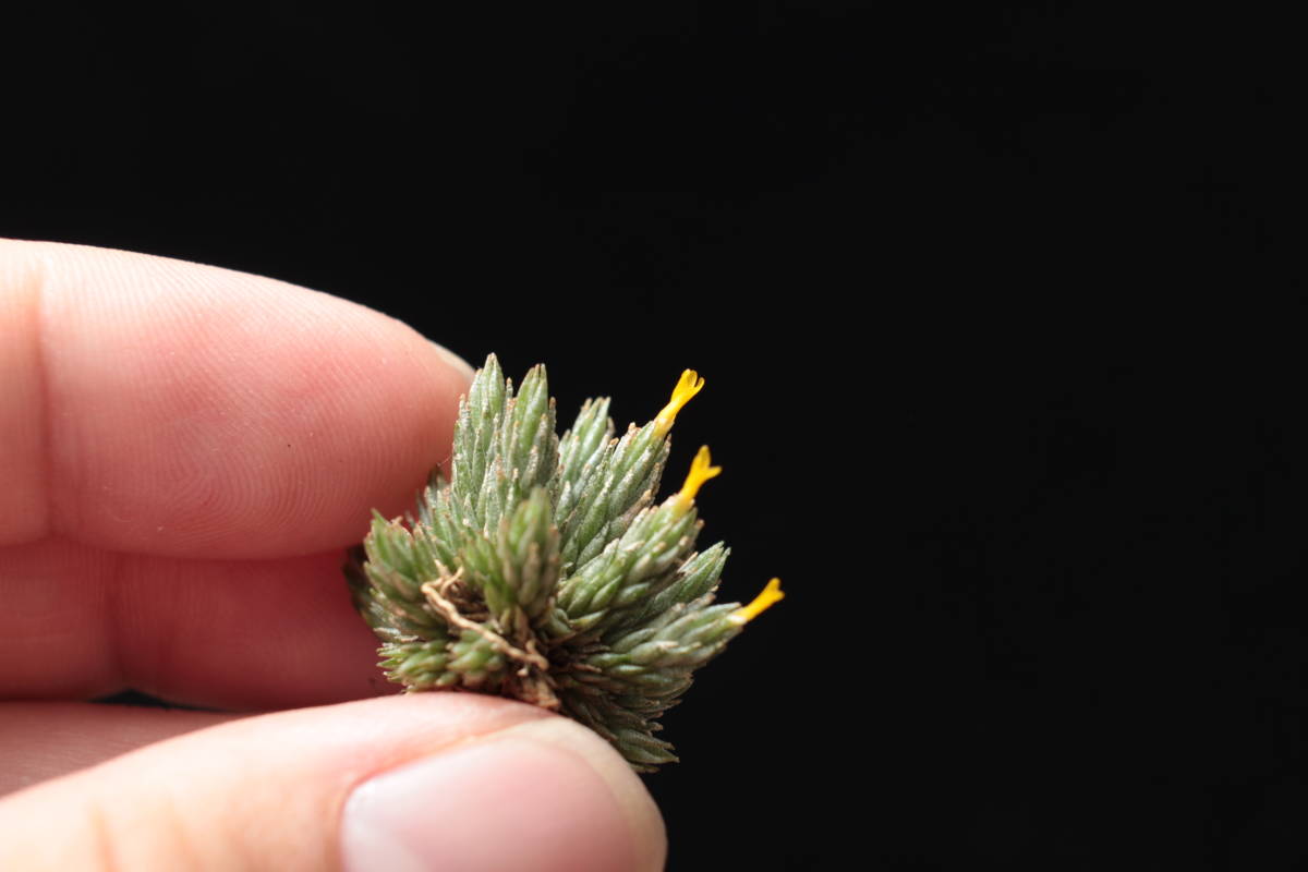 Tillandsia (Minutiflora)