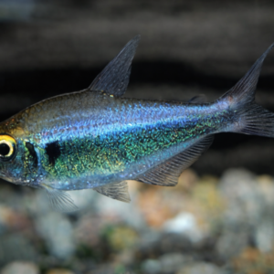 Hyphessobrycon Metae