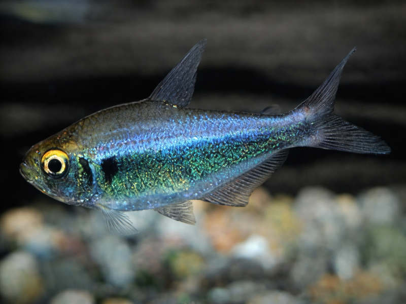 Hyphessobrycon Metae