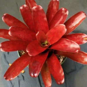 Bromelia Super Fireball