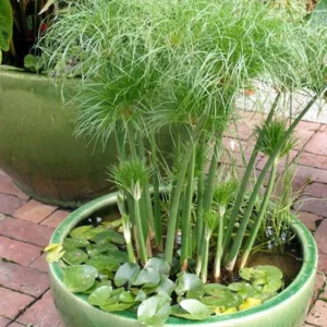 Papiro Enano - Image 3