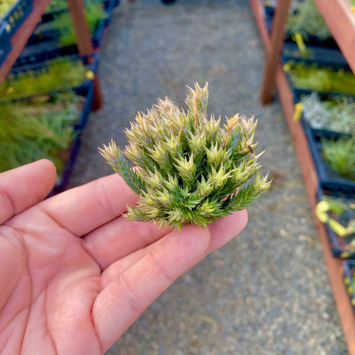 Tillandsia (Pedicellata)