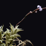 Tillandsia (Peiranoi)