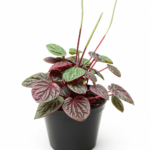 Peperomia Silver Ripple