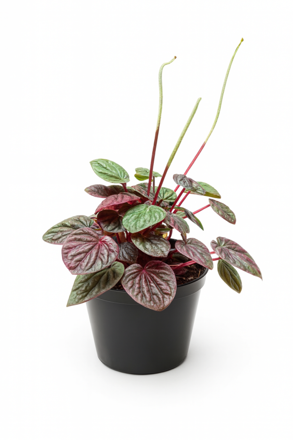 peperomia